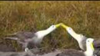 Waved Albatross Courtship Galapagos Video 3 [upl. by Draw743]