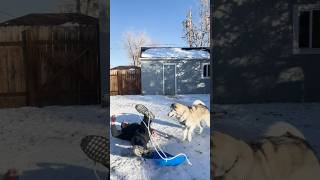 Dog sled fail dogsofyoutube funnyanimals [upl. by Bills]