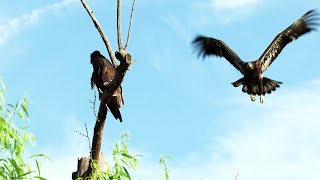 Tulsa River Park Trails  A Young Bald Eagle Harassed By Blackbirds Sibling Comes to Help 62324 [upl. by Ermin]