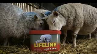 LIFELINE Lamb amp Ewe [upl. by Enigroeg757]