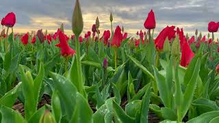 Tulips in Netherlands Best Place to Go NOT KEUKENHOF tulip europe travel netherlands [upl. by Groome]