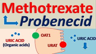 Methotrexate and Probenecid drug interaction [upl. by Meil]