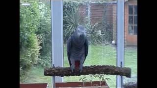 Talking Parrot  British Accent  Funny [upl. by Elag]