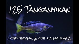 125 Lake Tanganyika Cyprichromis amp Ophthalmotilapia [upl. by Oilalue508]