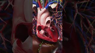 💓 The Beating Heart in Situ A Closer Look 💓 anatomy [upl. by Vitek151]