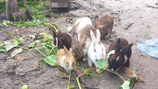 The rabbits are eating grass very happily [upl. by Tnafni]