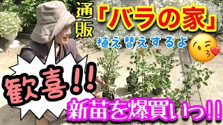 【バラ新苗】大人気🤗 「バラの家」さんで”バラ新苗6品種”を買ってみたら凄かった🌹 購入後の植えつけ・植え替え方法  ソフトピンチする？育て方もご紹介👩‍🌾 【ガーデニング】 [upl. by Neliak923]