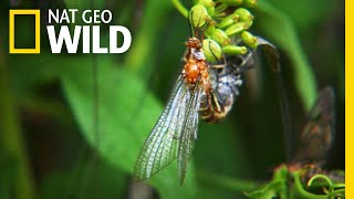 The 24Hour Life of the Mayfly  Nat Geo Wild [upl. by Attenreb]