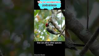 Why do woodpeckers peck at trees   animals facts animals animal [upl. by Waal337]