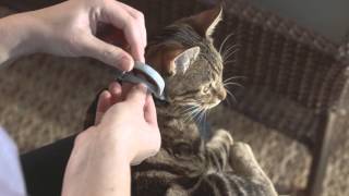 How to Use Seresto for Cats  HD [upl. by Odraode121]