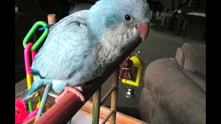 Indi my Quaker Parrot singing duet of quotThis little Light of minequot [upl. by Kirad]