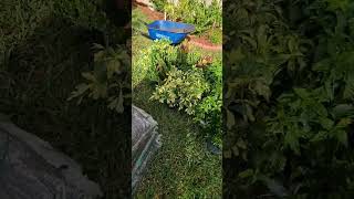 Garden restoration Ixora Trinette and Crotonplants used [upl. by Wyne213]