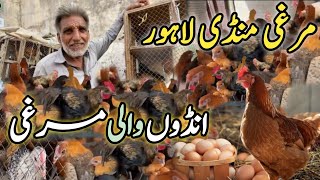 Ando Wali Murghi Shalimar Sunday Bazar Price Update Lahore Pakistan  Short Business Idea Vlog 2 [upl. by Odnalref]