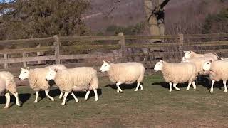 North Country Cheviot Sheep Attributes Why We Like Them [upl. by Alaek614]