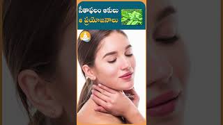 సీతాఫలం ఆకులతో భలే ఆరోగ్యం drcalmssanjeevani custurdapple leaf ytshorts healthbenefits tips [upl. by Heer]