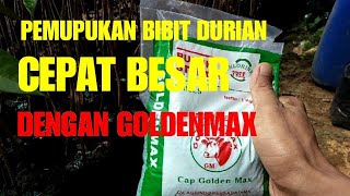 PEMUPUKAN GOLDENMAX PADA BIBIT DURIAN BHINNEKA BAWOR MUSANG KING amp OCHE [upl. by Eidok]