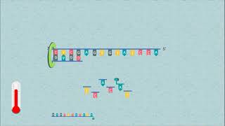 Sanger DNA Sequencing [upl. by Regor]