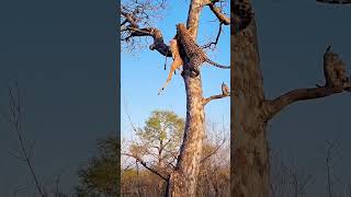 Close Call Hyena Chases Leopard Up Tree [upl. by Navada]