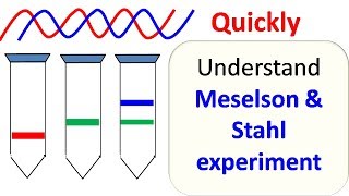 Meselson and Stahl experiment [upl. by Akeme261]