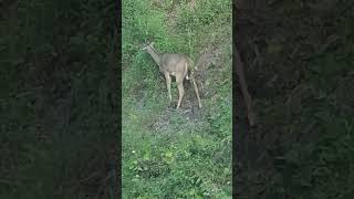 Mom and baby deer grazing on hill🦌 deersighting deerwatching deer [upl. by Aimak617]