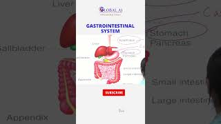 Gastrointestinal System Part 2 GastrointestinalSystem DigestiveHealth GutHealth Digestion [upl. by Olivero]