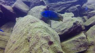 Placidochromis milomo at Nakantenga [upl. by Rosena975]