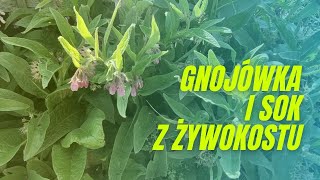 Gnojówka i sok z żywokostu pod pomidory [upl. by Reede]