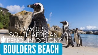 WORLD FAMOUS AFRICAN PENGUINS  Boulders Beach  Simons Town Cape Town South Africa [upl. by Rizzi641]