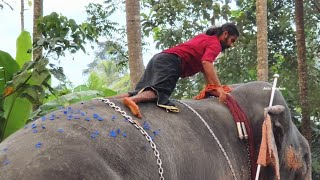 പെരുന്നാളിനെത്തിയ എല്ലാ ആനകളും ഒരു പറമ്പിൽMooleppat Perunnal 2024 elephant perunnal festival [upl. by Noslen]