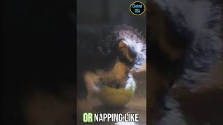 Adorable Baby Dog Melts Hearts shorts funny puppychannel pets cutedogs cutepuppies [upl. by Emlyn]