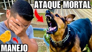 Um CACHORRO atacou a Criação  Manejo de pintinhos e Pavões  Aves Recriar [upl. by Couture427]