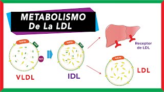 Metabolismo de la LDL Origen función y captación por endocitosis  Bioquímica [upl. by Bobbi]