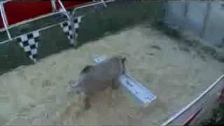 Pot Bellied Pig race at the Sussex County Fair [upl. by Cyrill]