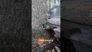 Fatest Tree Cutting Machine😳😲 youtubeshorts woodworking shortsfeed facts shorts viralshorts [upl. by Duane]