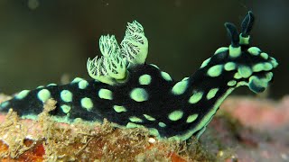 Facts The Nudibranch [upl. by Sualocin]