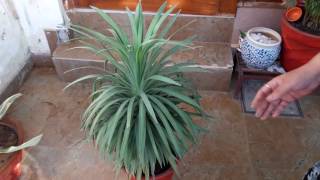 Yucca Plant Care  Fun Gardening  18 May 2017 [upl. by Hurless]