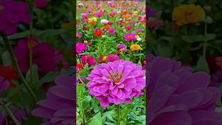 Explore Breathtaking Flower Gardens A Visual Journey Through Natures Beauty  shorts [upl. by Voletta]