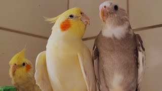 2 Hour COCKATIEL SINGING a lot COCKATIEL SINGING training Cockatiel bird singing Cockatiel noises [upl. by Esiralc]