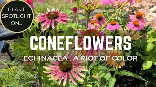 Coneflower Echinacea Beautiful Long Blooming Sun Loving Perrenial amp Polinator Magnet [upl. by Lowson755]