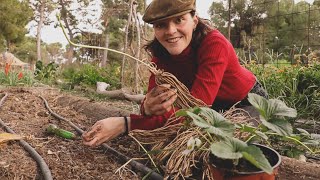 Plantar Espárragos con Fresas  Planta una Vez y Cosecha Durante Años  Asociaciones de Cultivos [upl. by Adihaj]