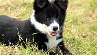 Top 20 des chiens les plus beaux du monde [upl. by Aseyt]