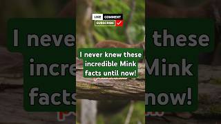 Minks I wish you KNEW this earlier minks animals facts [upl. by Otsirc]