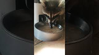 Raccoon cleaning hands ✋️ raccoon babyanimal cuteanimals shortsfeed youtubeshorts youtube luv [upl. by Yentihw312]