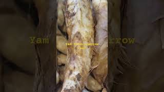 TogiSago ilocano dialectDioscorea hispidayam tubersarrowroot [upl. by Cirdek]