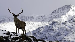 O Cervo  Príncipe dos Alpes  Documentário [upl. by Stuckey199]