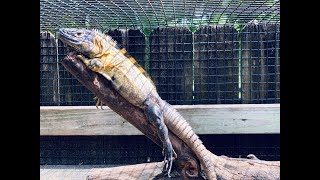 Banana Pectinata yellow Iguanas Hatchlings Adults caging and diet￼ [upl. by Donnelly]