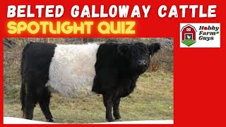 Belted Galloway Cattle Spotlight Quiz [upl. by Ketti]