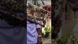 RSGopakumar Sirs Beekeeping class at CSED Kottarakkara  Formerly ETC [upl. by Amlez]