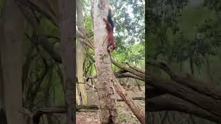 Indian giant squirrel [upl. by Ociral]