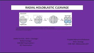 Radial Holoblastic Cleavage [upl. by Lydnek]